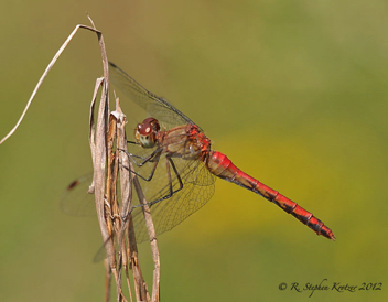 Sympetrum rubicundulum, female